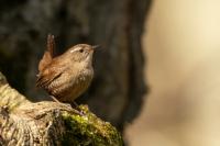 Troglodytes troglodytes