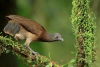 Costa Rica fauna