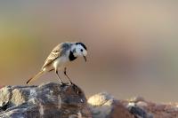 Motacilla alba