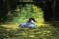 London-St James's Park