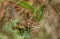 Phylloscopus collybita