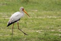 Mycteria ibis