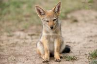 Black-backed jackal