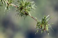 ECUADOR -FLORA