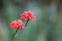 ECUADOR -FLOWERS