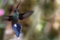 ECUADOR-FAUNA