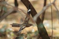 ETHIOPIA FAUNA