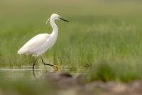 Egretta garzetta