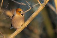 Coccothraustes coccothraustes