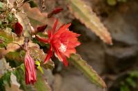 Madeira flora