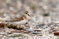 Calidris minuta