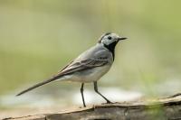 Motacilla alba