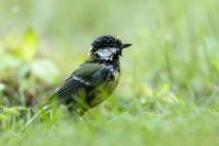 Parus major