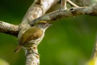 Dominican Republic-FAUNA