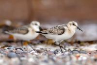 Calidris alba