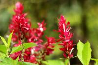 Costa Rica flowers