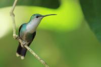 Costa Rica fauna