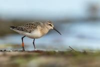 Calidris ferruginea