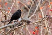 Turdus merula