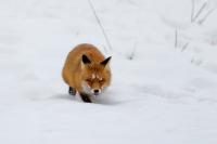 Red fox