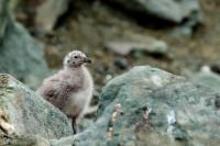 Larus dominicanus