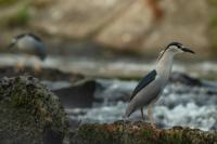 Nycticorax nycticorax