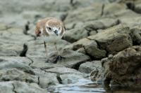 Charadrius leschenaultii