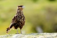 Caracara plancus