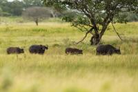 African buffalo