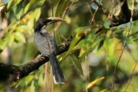 Sri Lanka FAUNA