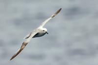 Antartica fauna