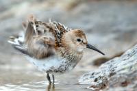 Calidris alpina