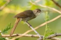 Zambia - FAUNA