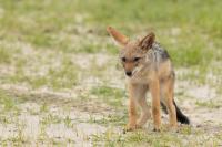 Black-backed jackal