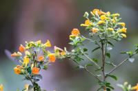 ECUADOR -FLOWERS