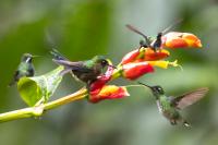 ECUADOR-FAUNA