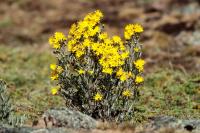 ETHIOPIA FLORA