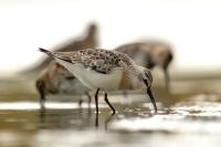 Calidris ferruginea