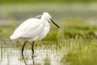 Egretta garzetta