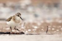 Calidris minuta