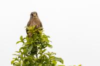 Madeira fauna