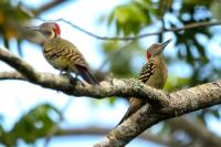 Dominican Republic-FAUNA