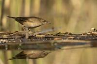 Hungary - FAUNA