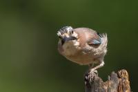 Garrulus glandarius