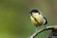 Parus major