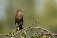 Turdus merula