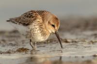 Calidris alpina