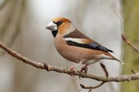 Coccothraustes coccothraustes