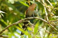 Costa Rica fauna