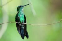 Argentina fauna